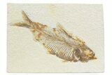 Detailed Fossil Fish (Knightia) - Wyoming #373663-1